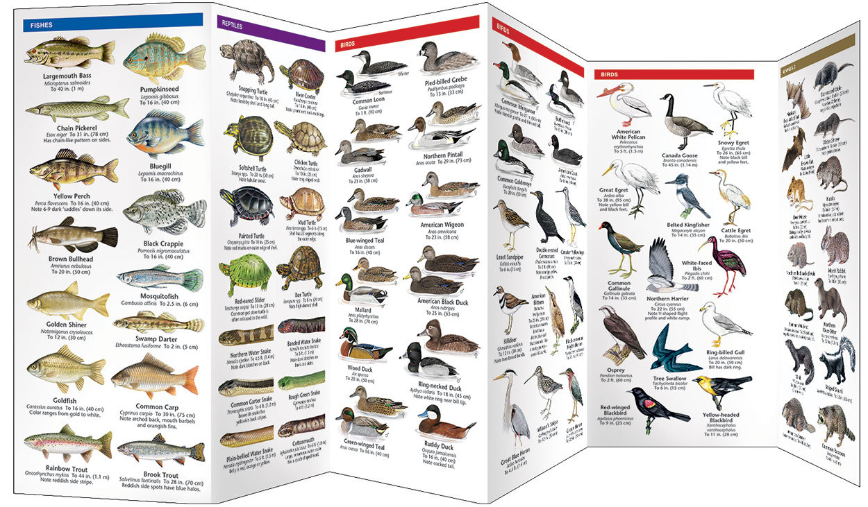Pond Life Plants Animals Lakes – Emergency Survival Guide Bug Out Bag Kit Book
