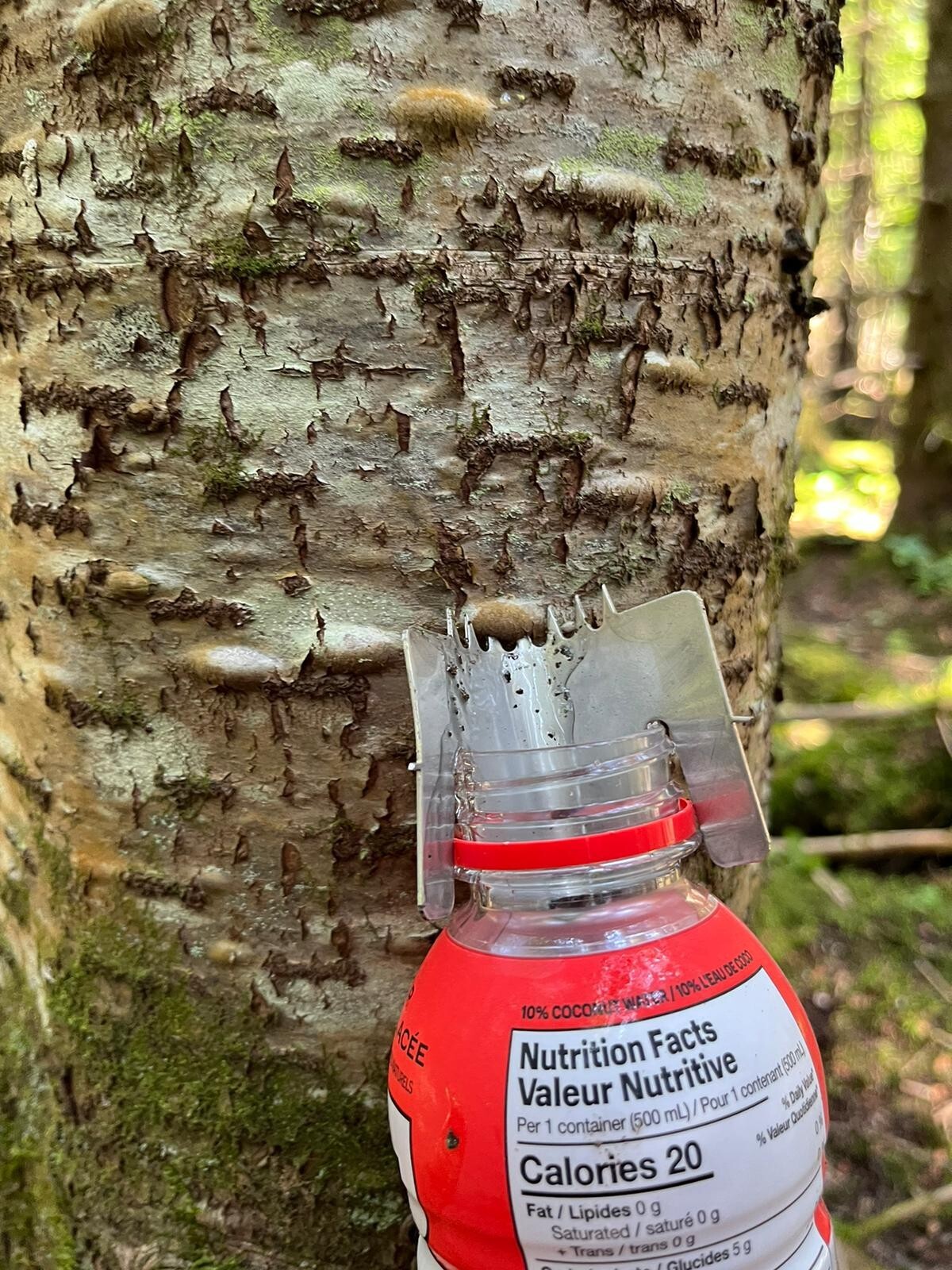 The Ultimate Pikwe Canada Fir Gum Harvesting Tool: Your Essential Outdoor Picoué