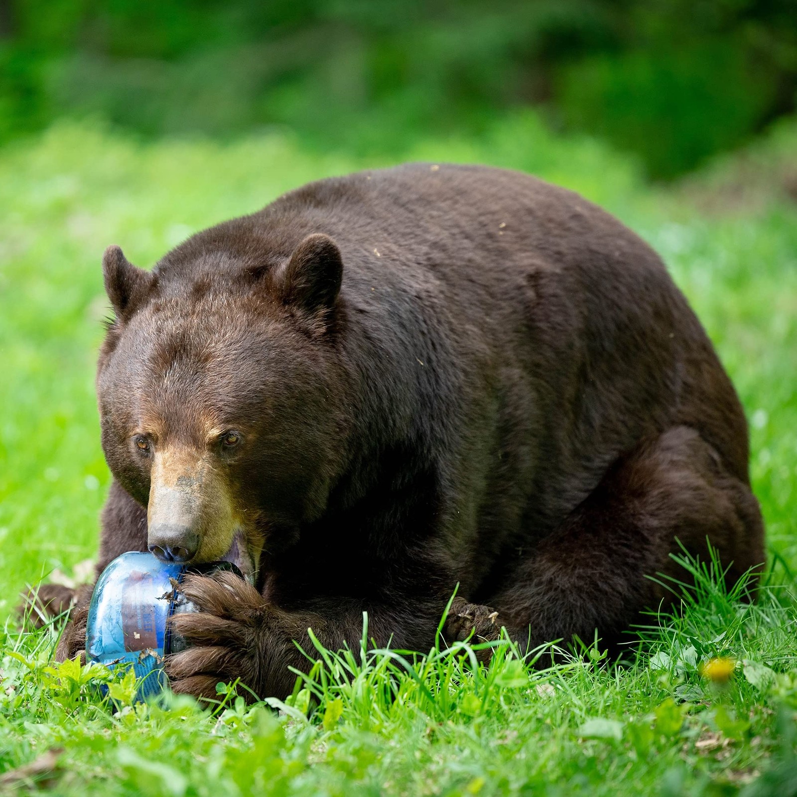 BV425 Sprint Portable Bear Can – Small