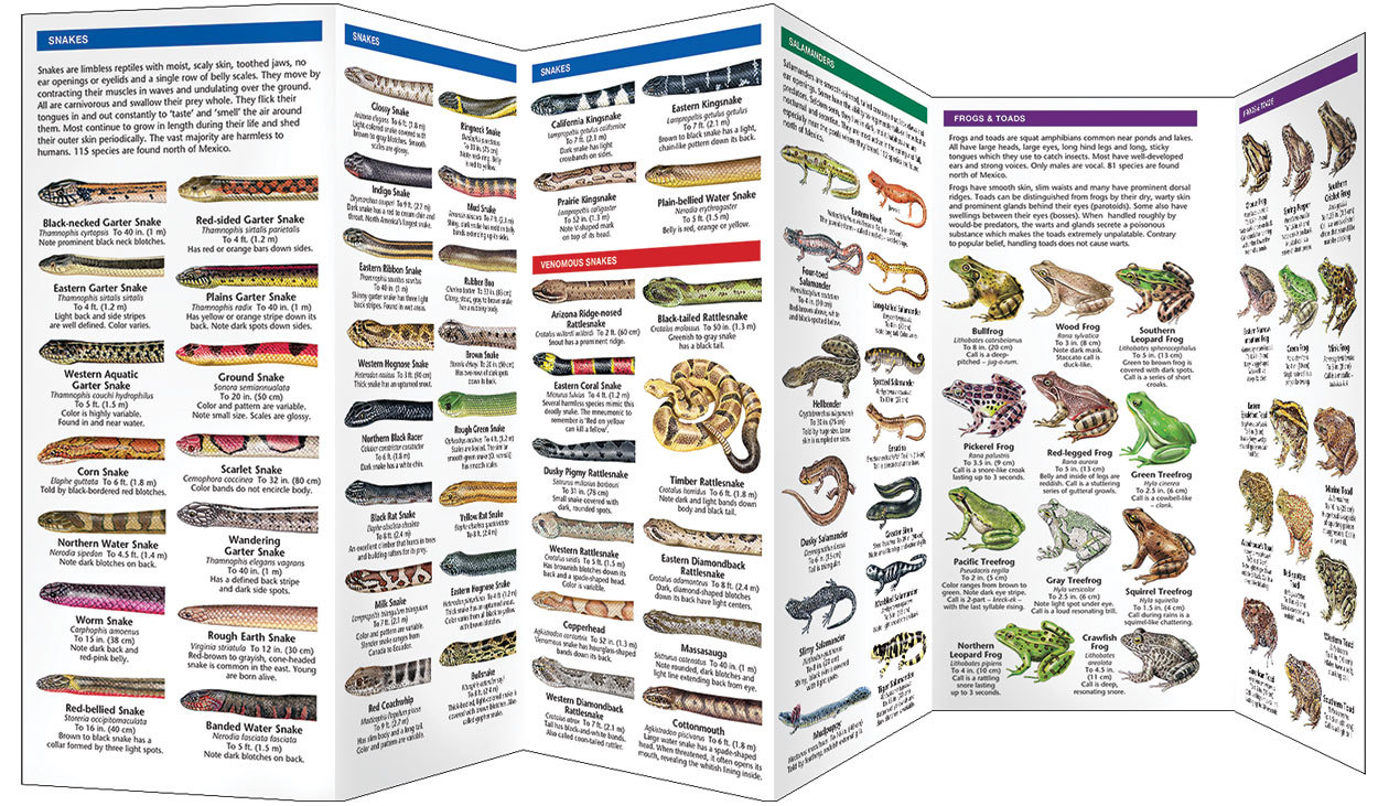 Reptiles & Amphibians – Emergency Survival Guide Bug Out Bag Kit Book