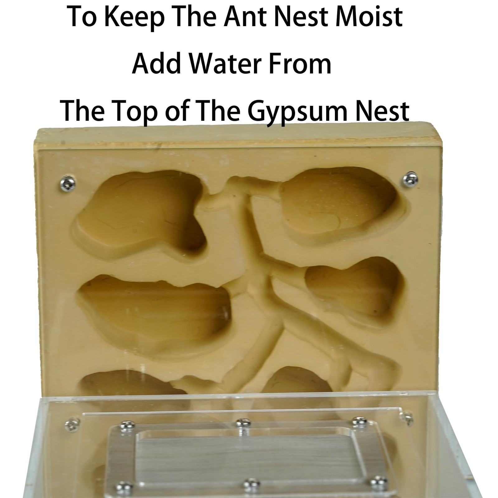 Ant Farm for Live Ants Large Viewing Range Natural Learning Toy…
