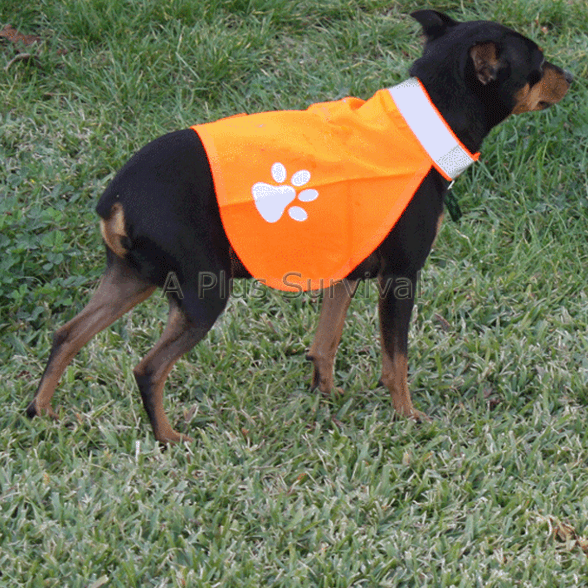 Pet Safety Vest – For Small Size Dogs