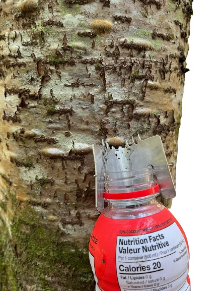 The Ultimate Pikwe Canada Fir Gum Harvesting Tool: Your Essential Outdoor Picoué