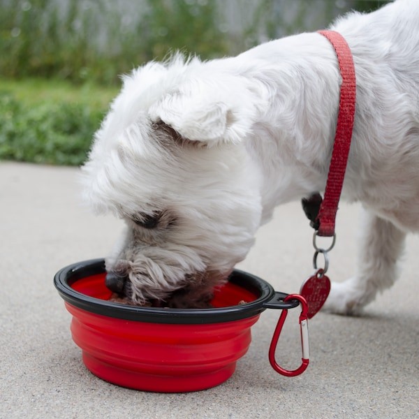 EMERGENCY ZONE 955 Dog Emergency Kit
