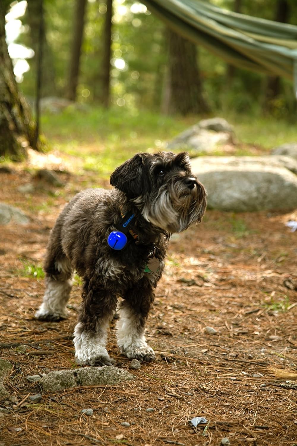 Lightweight Magnetic Bear Bell with Noise Control – Essential Hiking Safety Gear