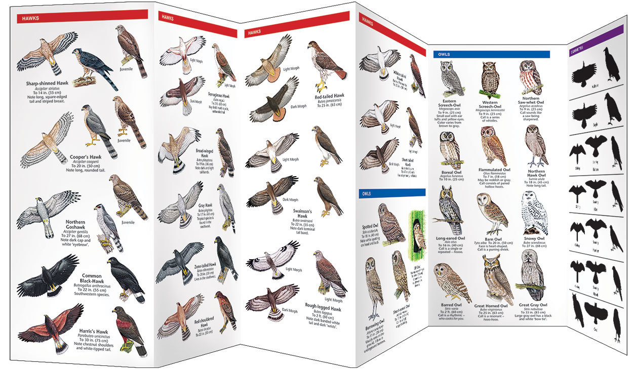 Birds of Prey Eagles Falcons – Emergency Survival Guide Bug Out Bag Kit Book