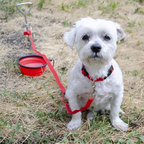 EMERGENCY ZONE 964 Deluxe Small Dog Emergency Bug-Out Kit